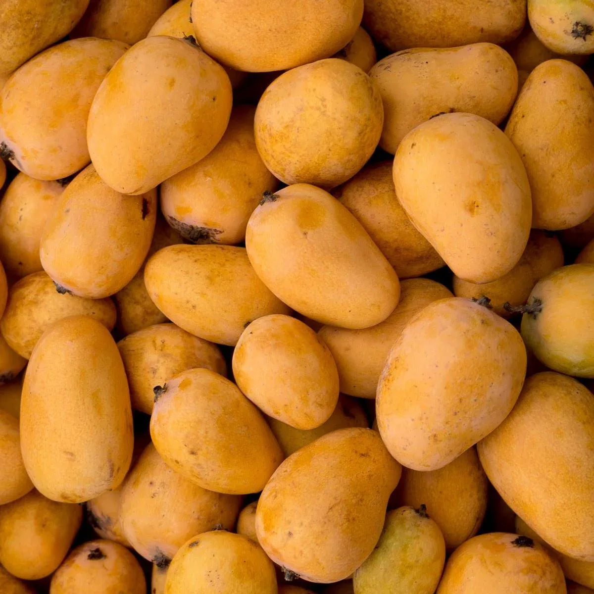 Mango Honig Ataulfo mini