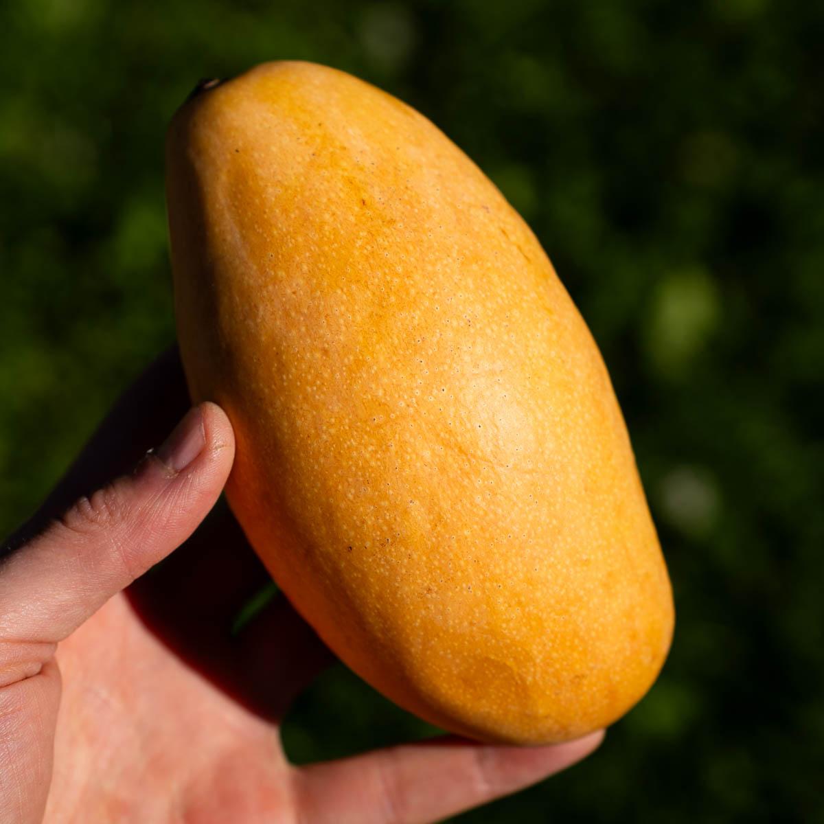 Mango Kaew Kamin