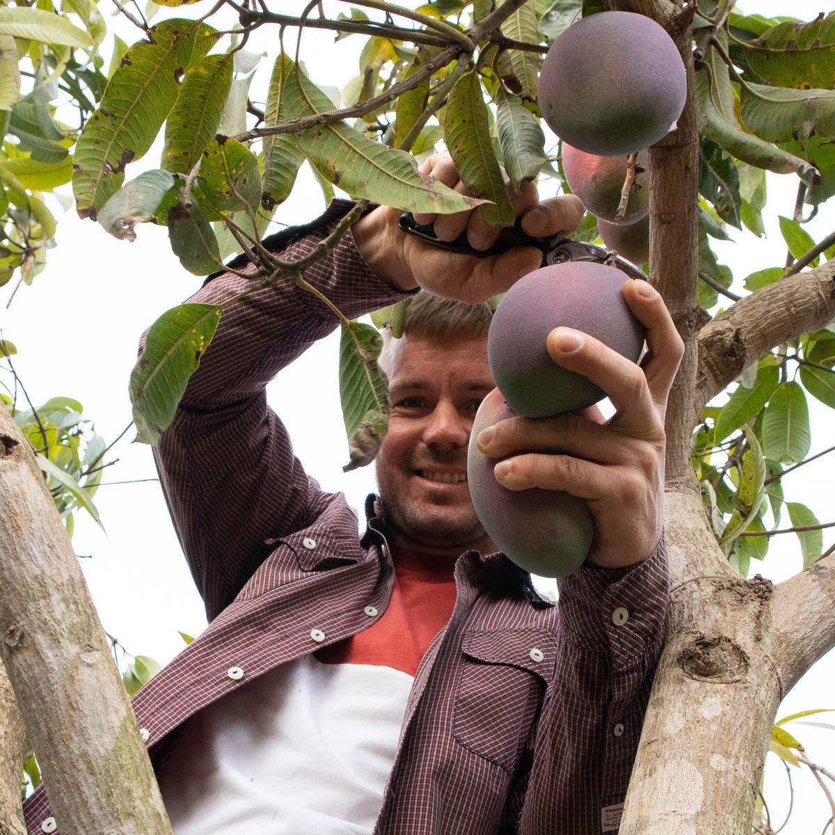 Mango Keitt