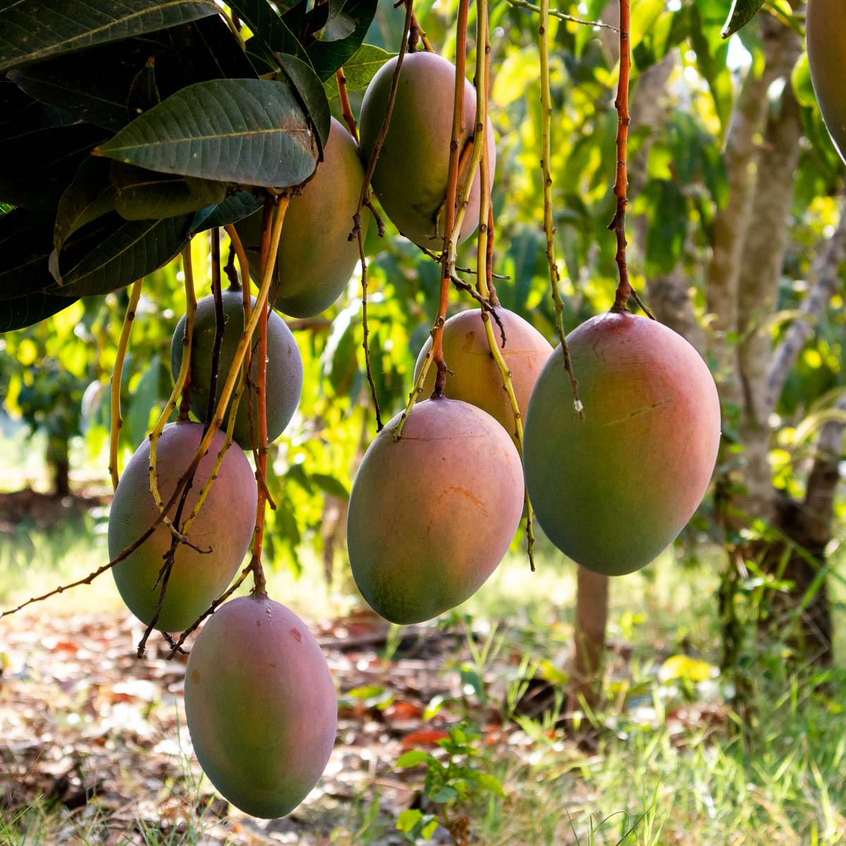 Mango Keitt