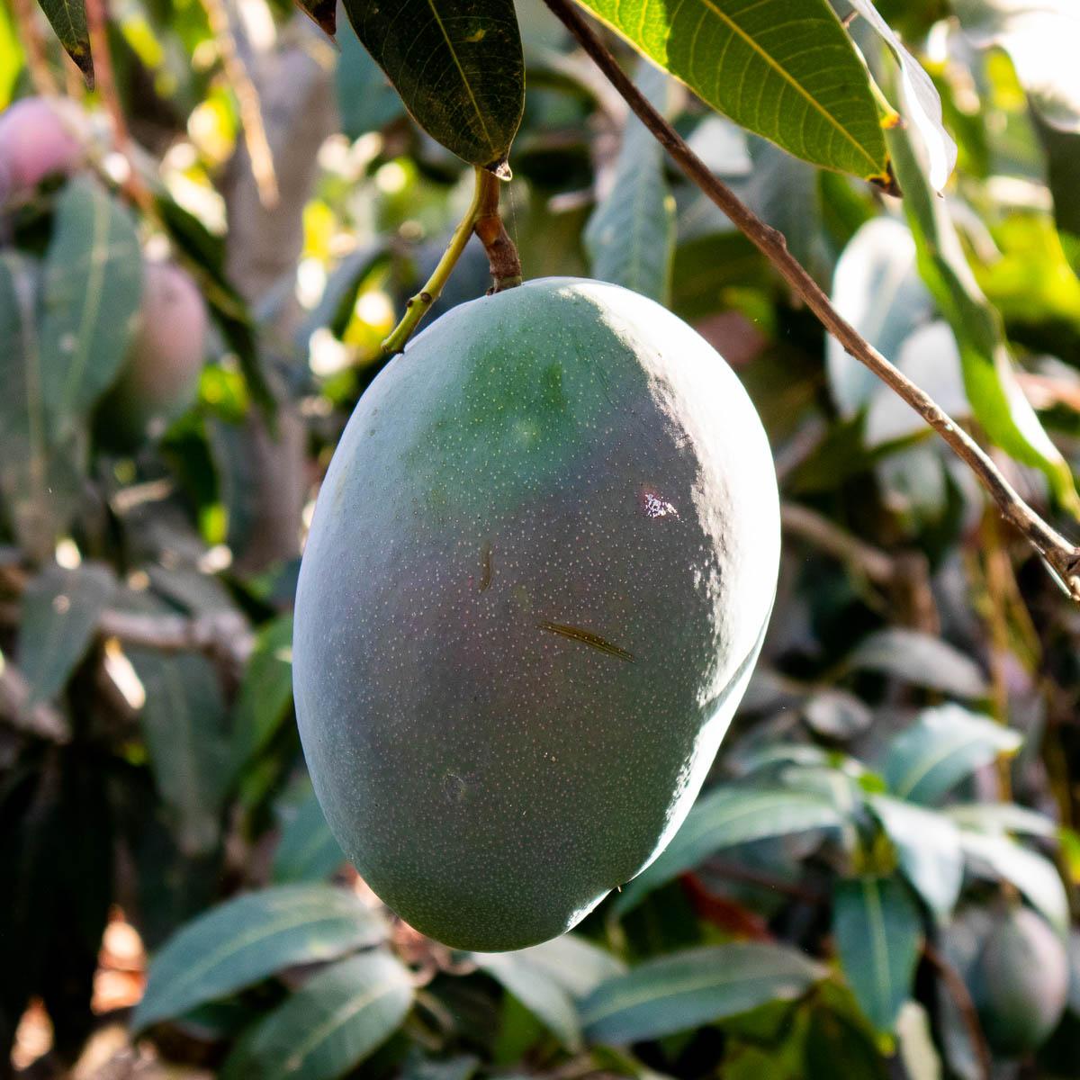 Mango Keitt