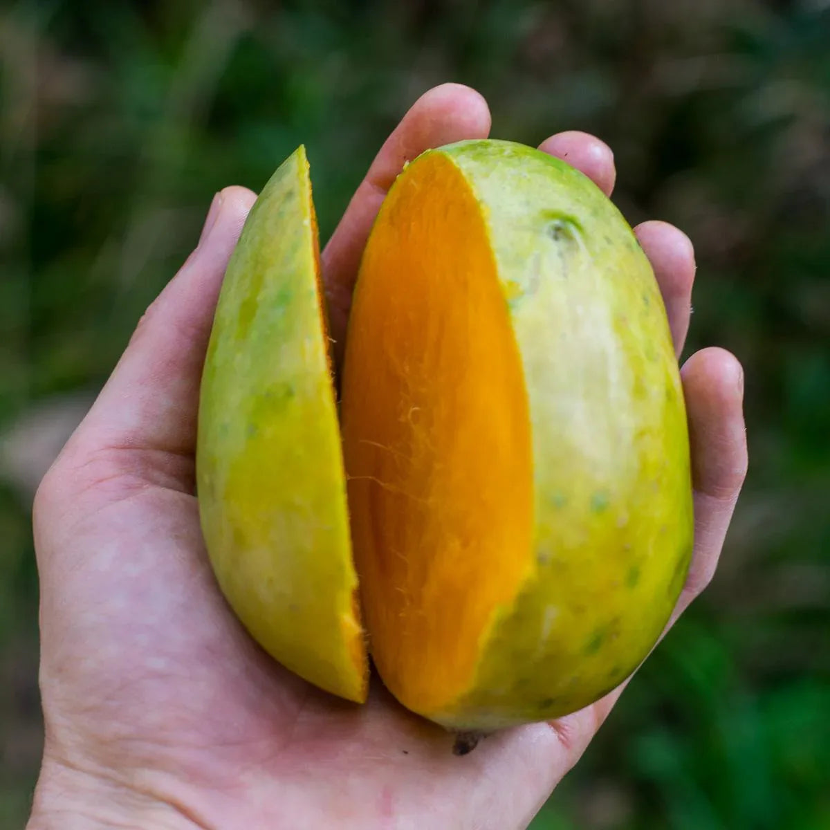 Mango Langra