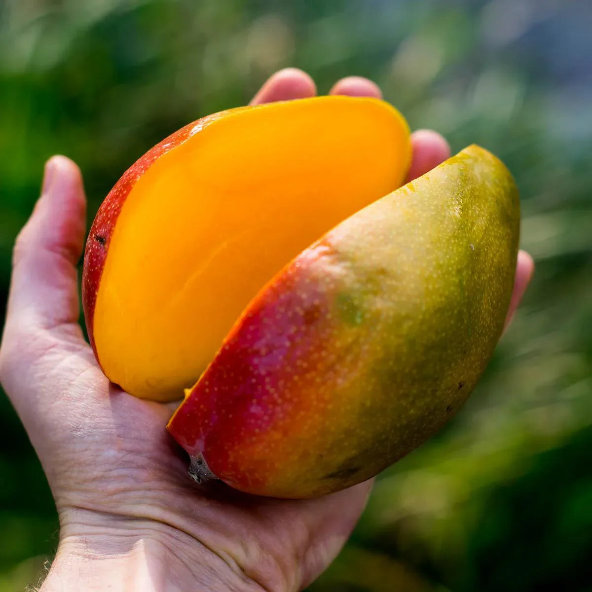Mango Manzanillo