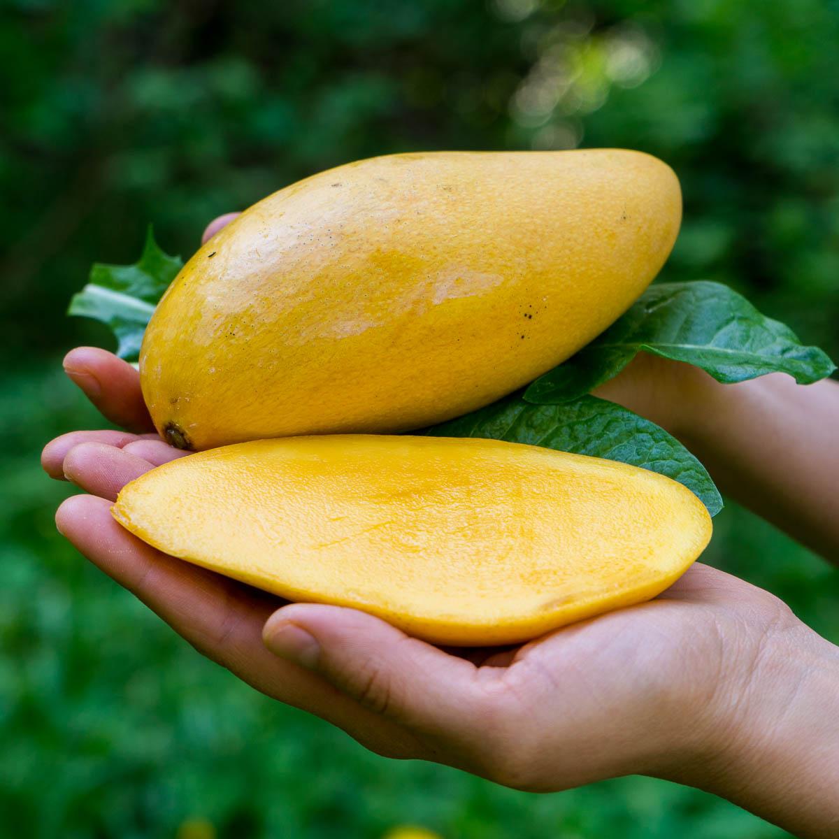 Mango Nam Dok Mai