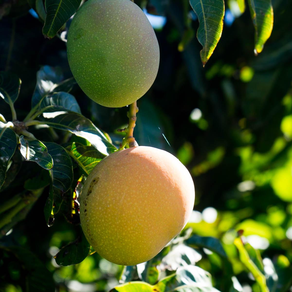 Mango Paradisio