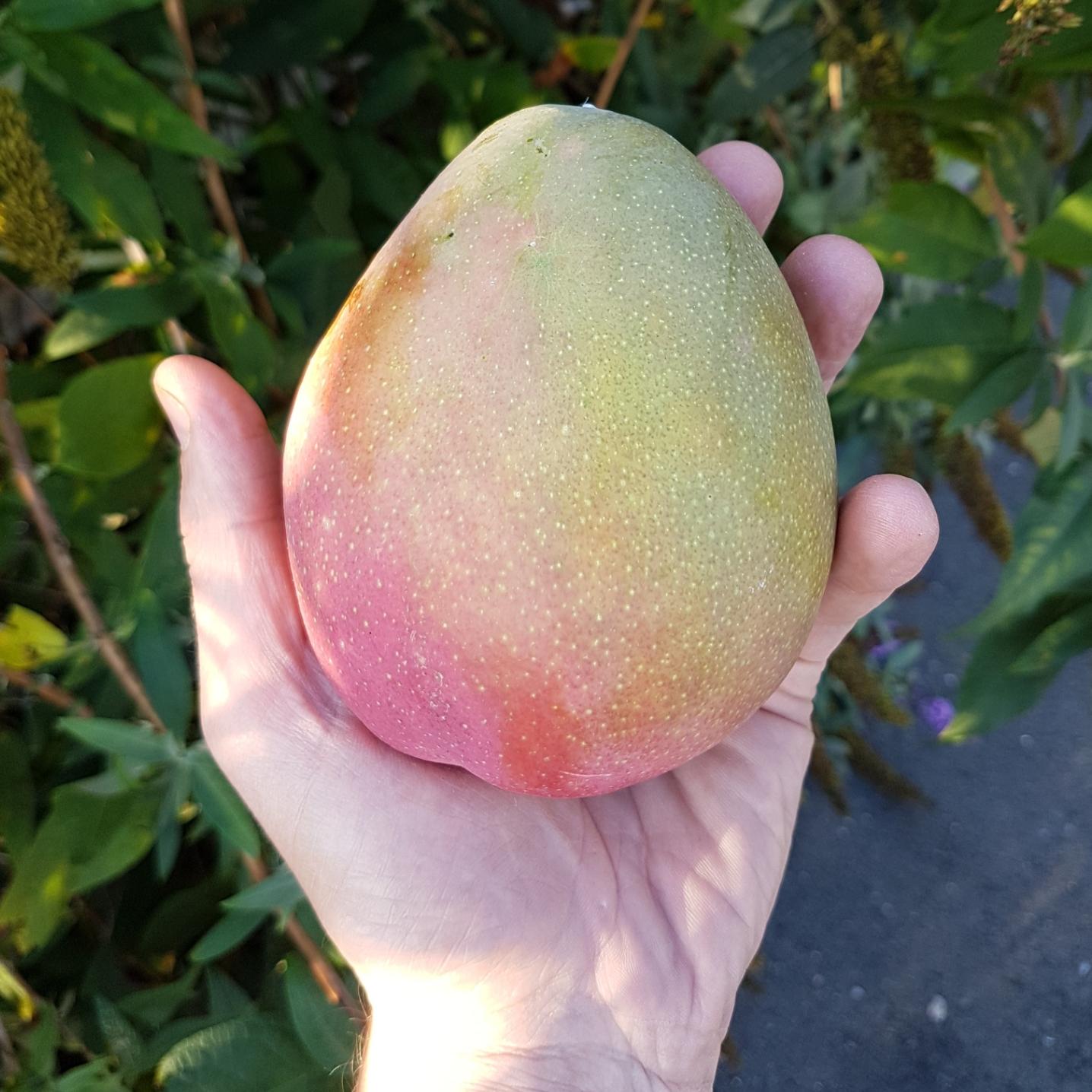 Mango Tommy Atkins