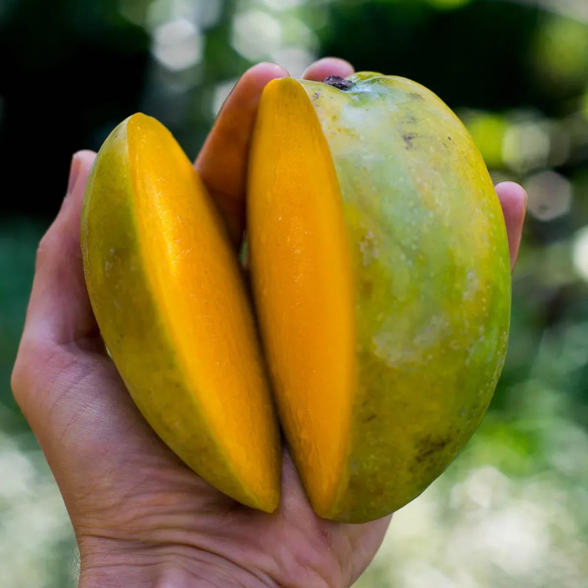 Mango Mischbox Entdeckerbox