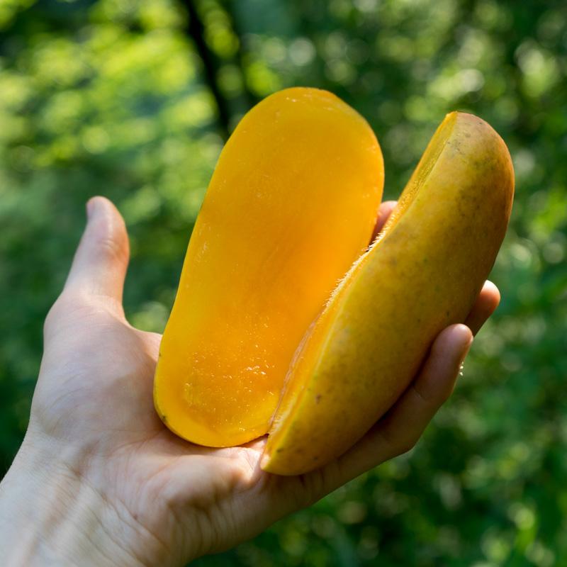 Mango Yai