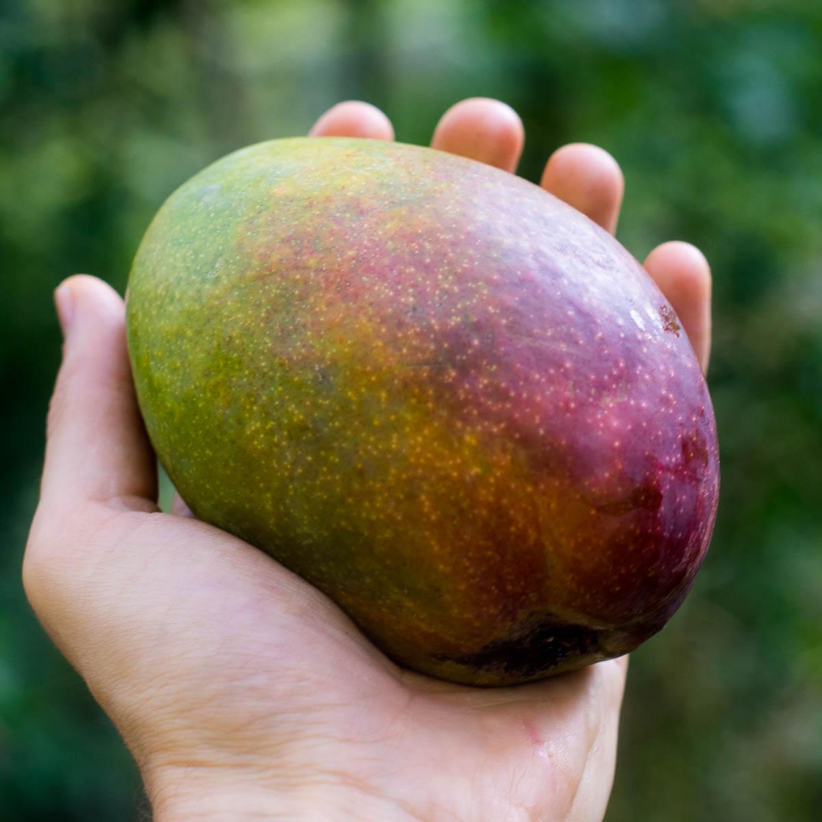 Mango Zill
