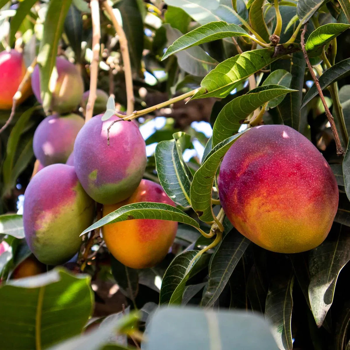 Mango Sorten-Mix
