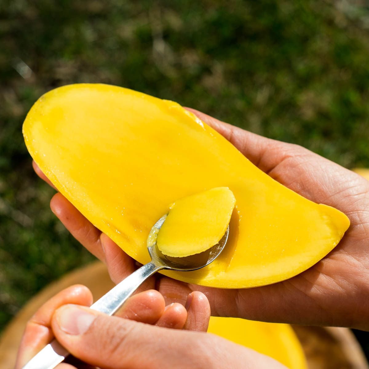 Mango Nam Dok Mai