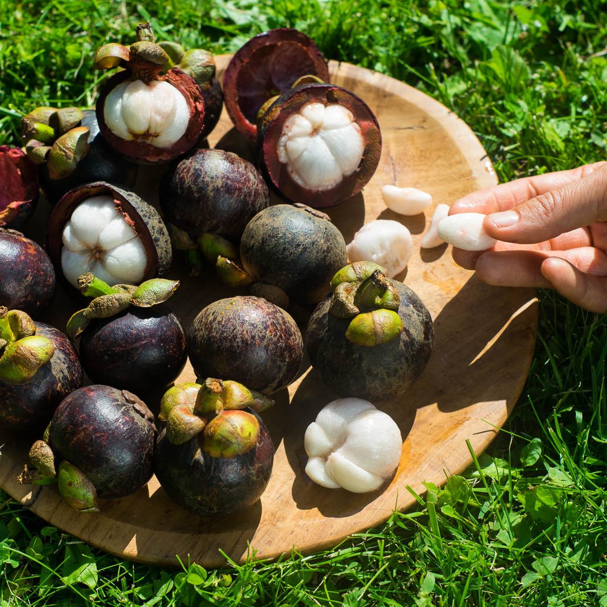 Mangosteen