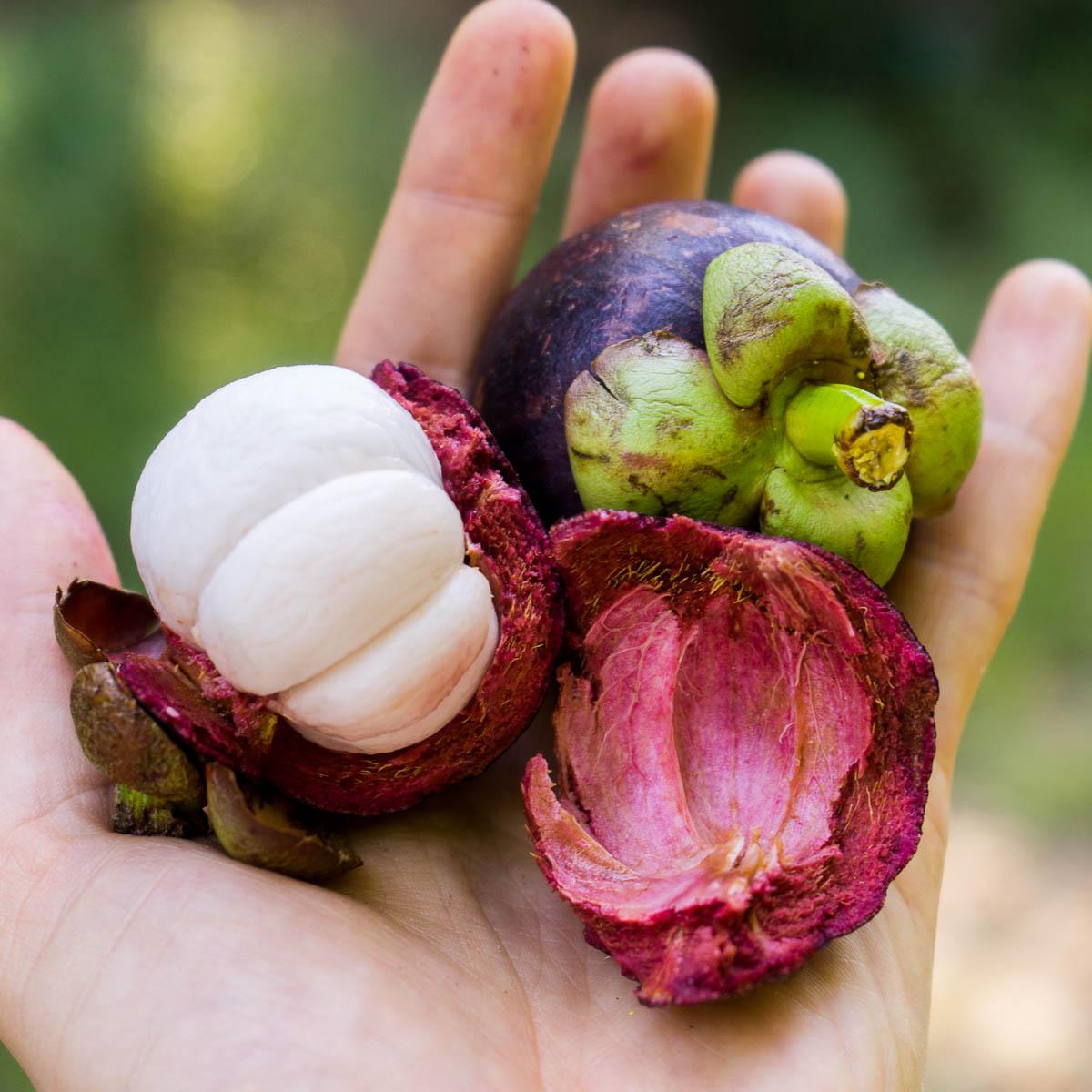 Mangosteen