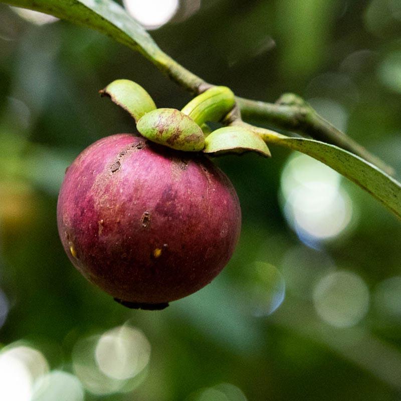 Box Mangostan süße Grenadilla