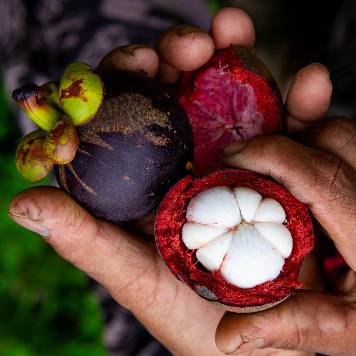 Mangosteen