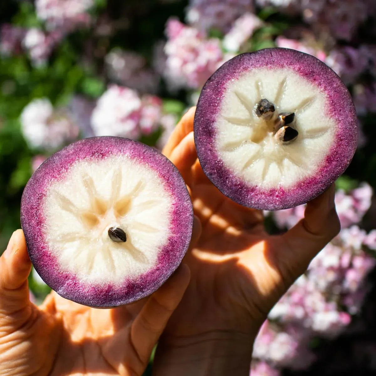 Sternapfel (Milch Frucht) Violett