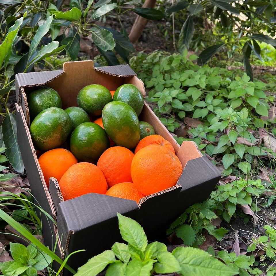 Orange Avocado Box