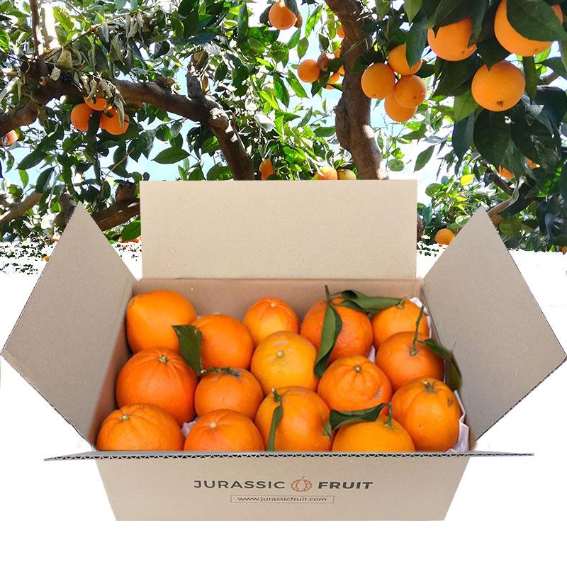 Orange Lanelate