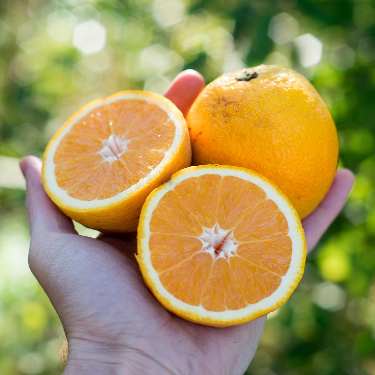 Orange Lanelate