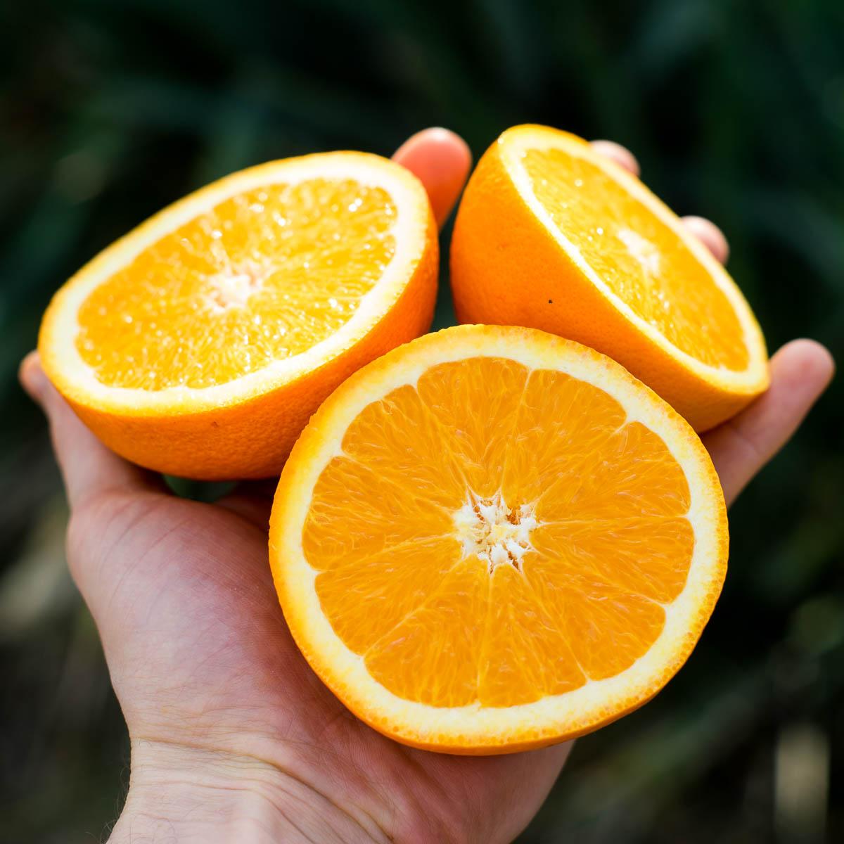 Orange Navelina