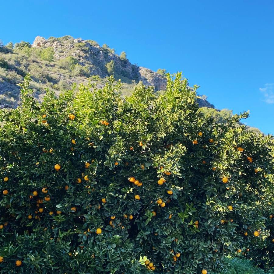 Orange Navelina