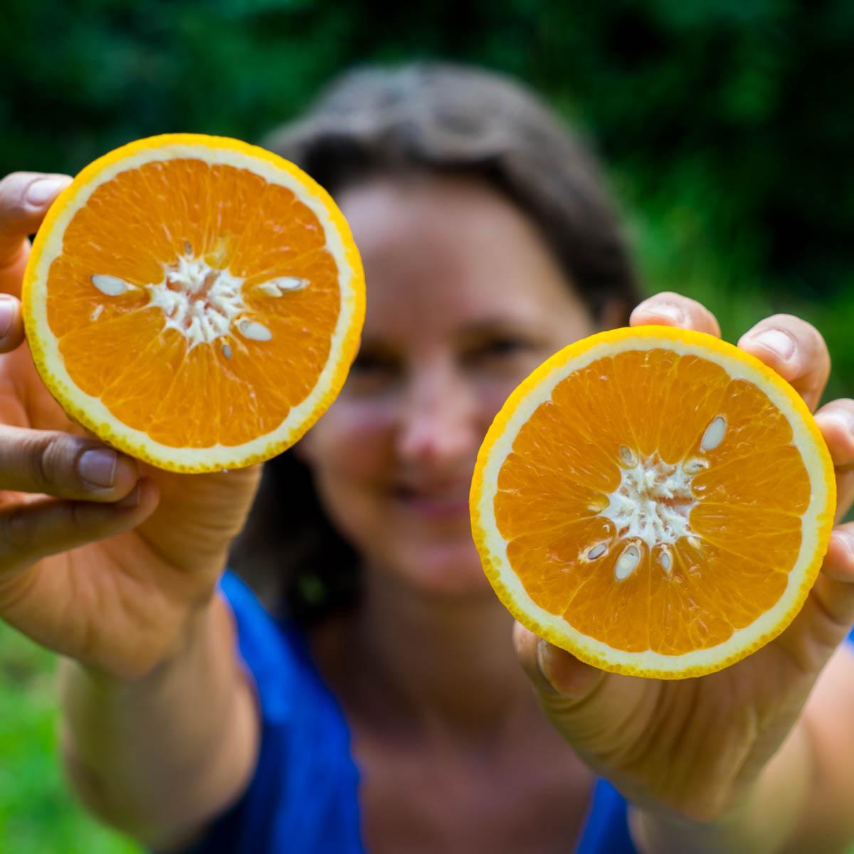 Orange Navelina