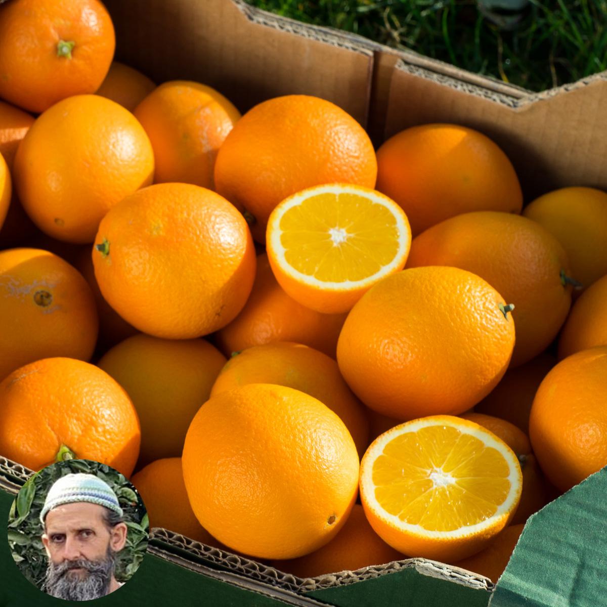 Orange Navelina