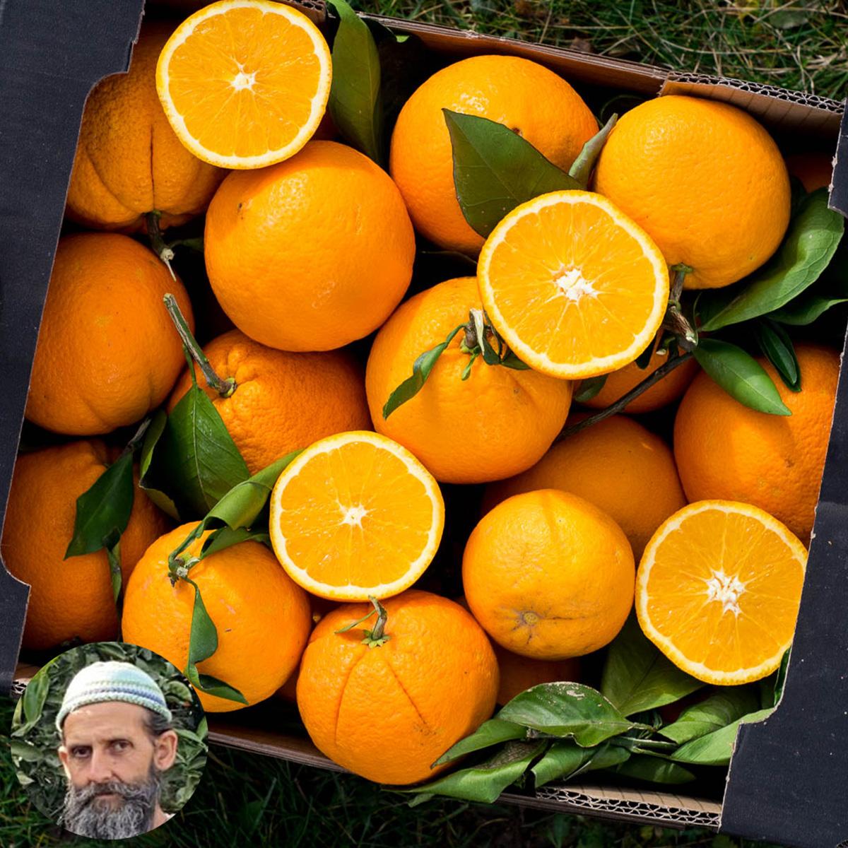 Orange Navelina