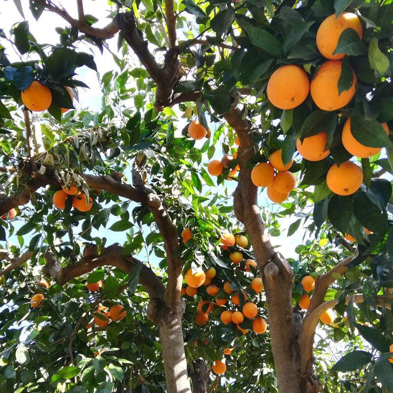 Orange Navelina