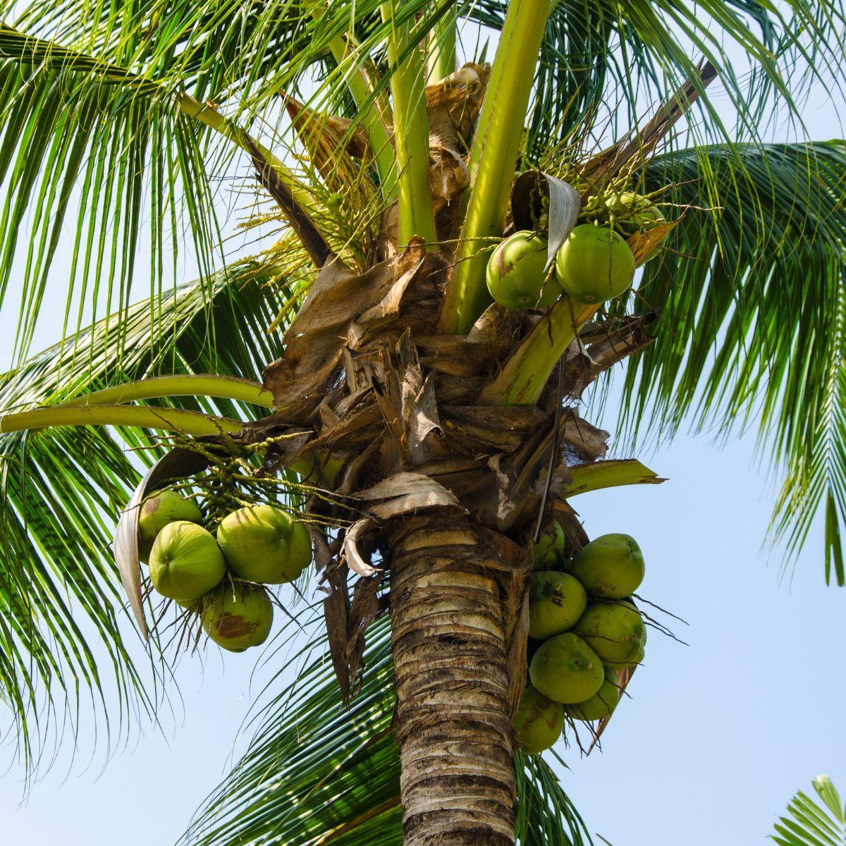 Huile de coco bio & crue Ingvi