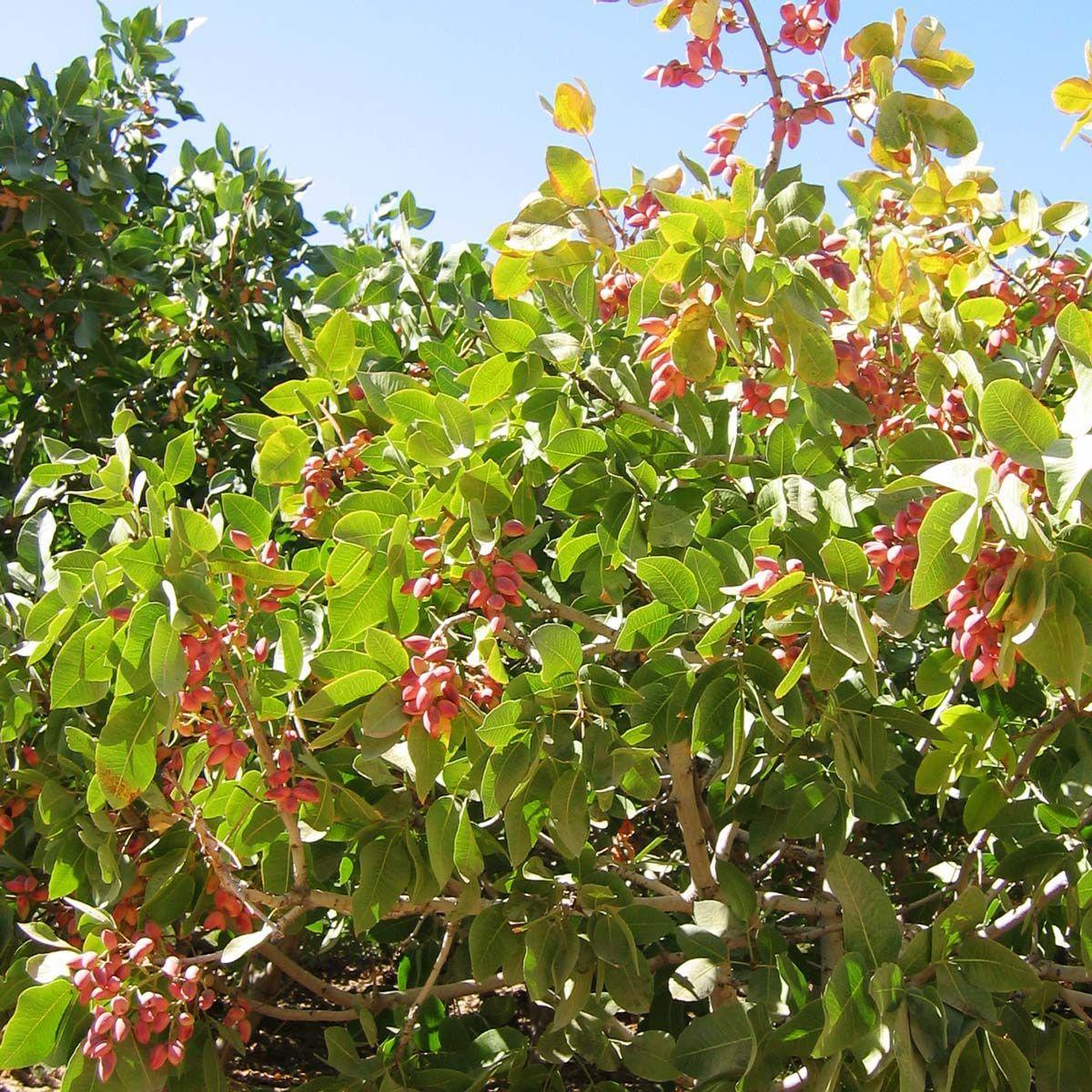 Organic Raw Pistachio Butter Ingvi