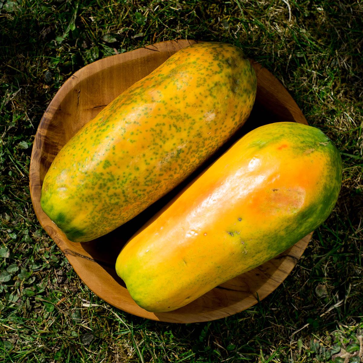 Papaya Formosa