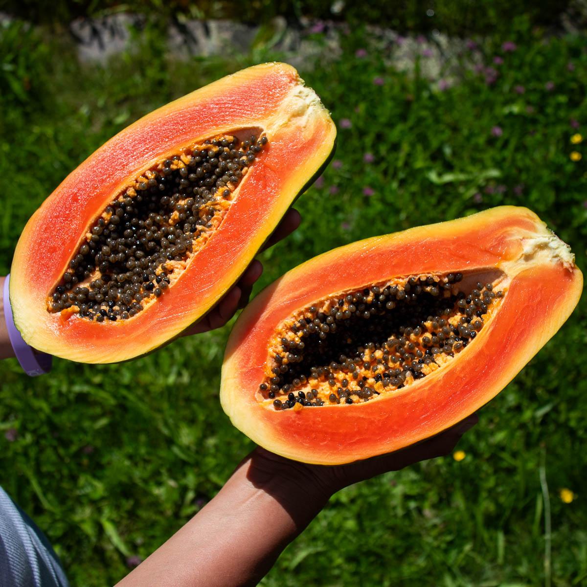 Papaya Formosa