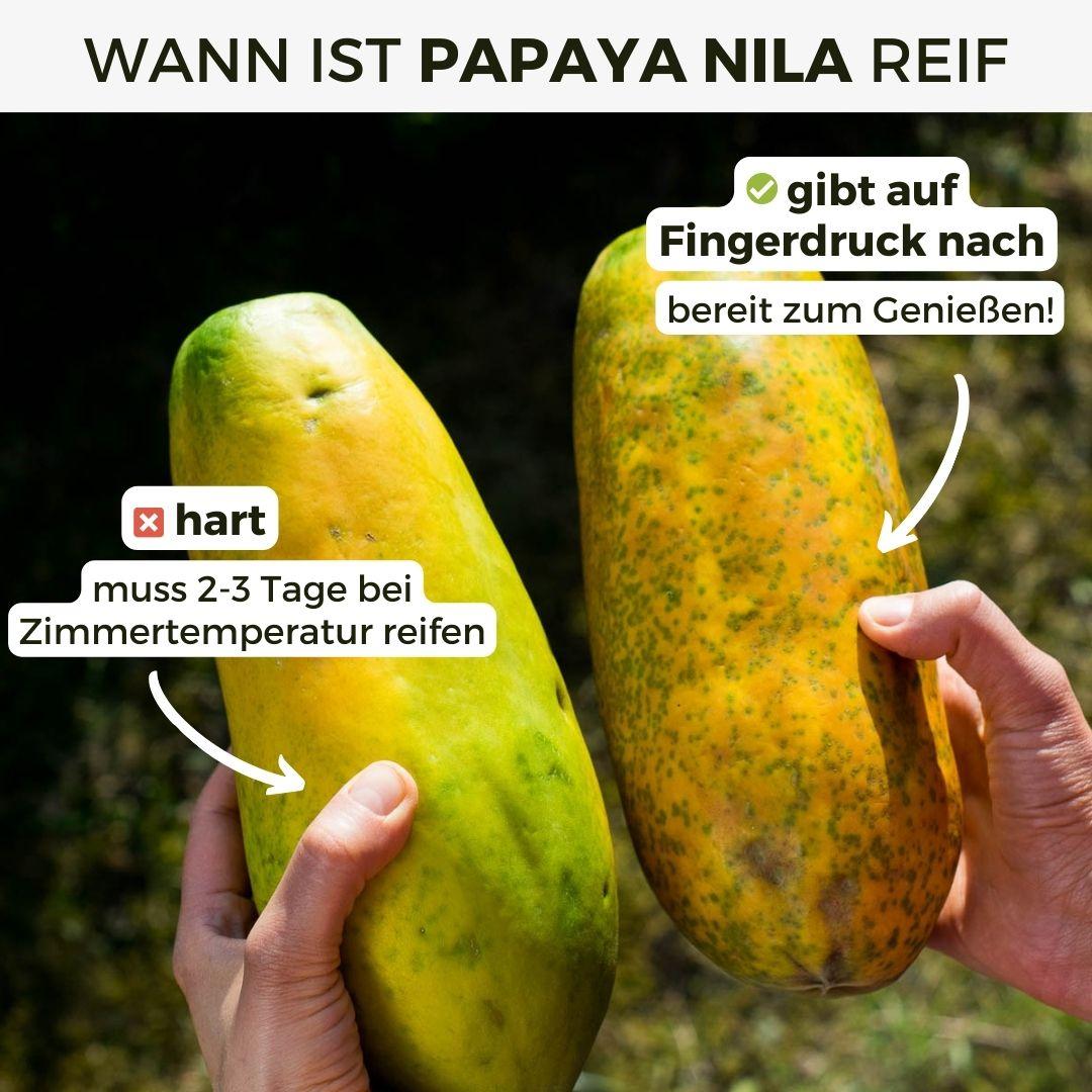 Papaya Nila
