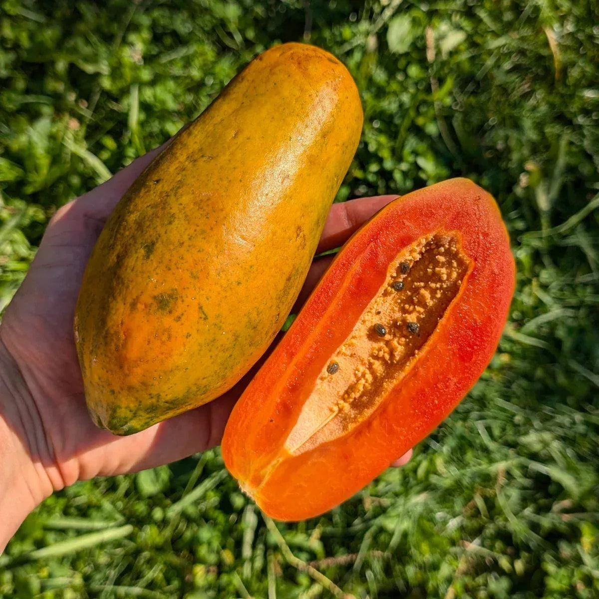 Papaya Red Lady getrocknet