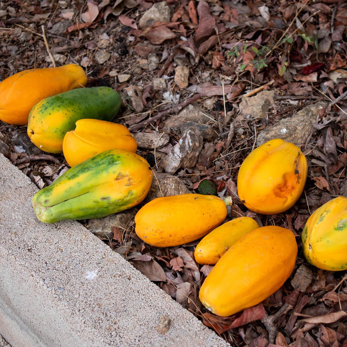 Papaya Sensation