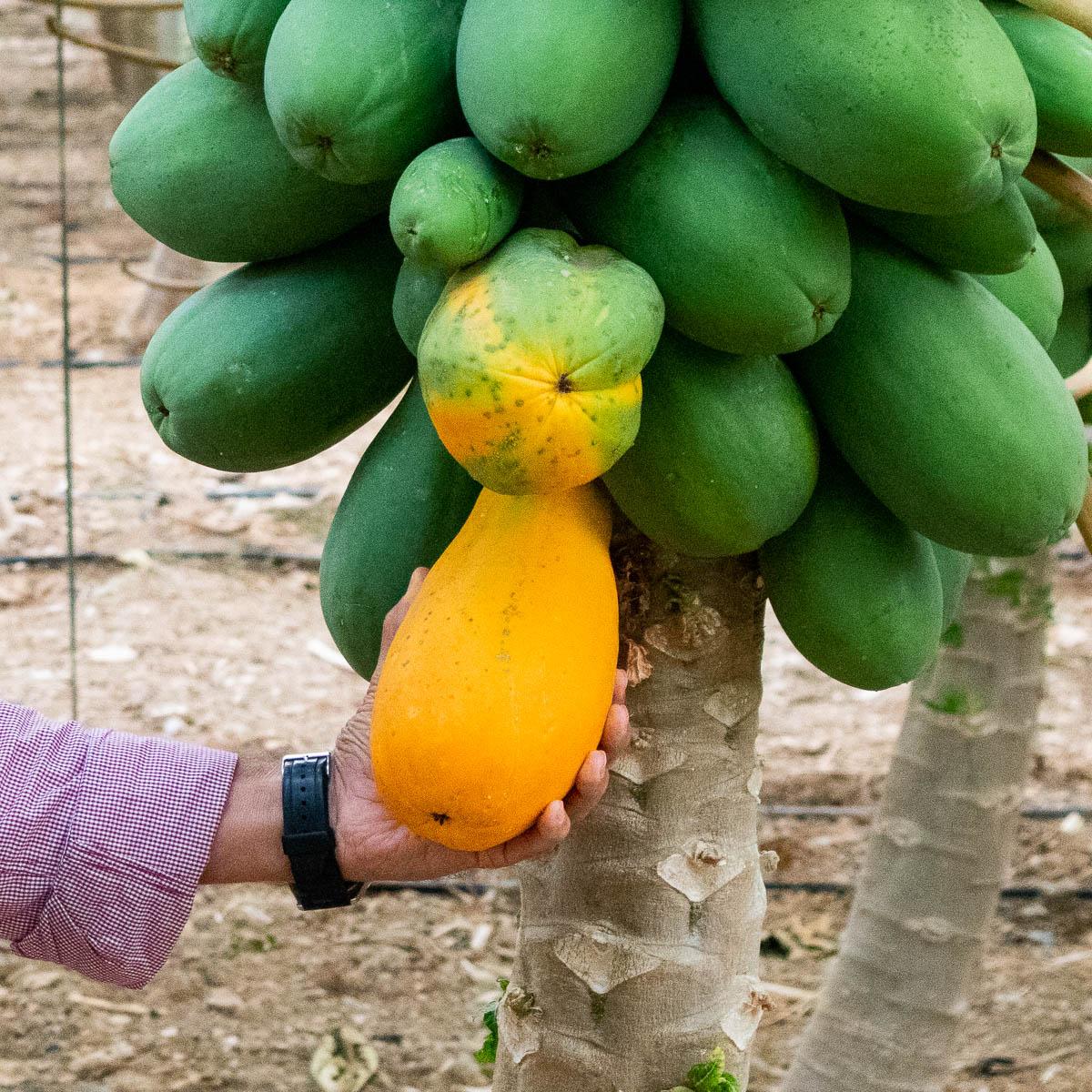 Papaya Sensation
