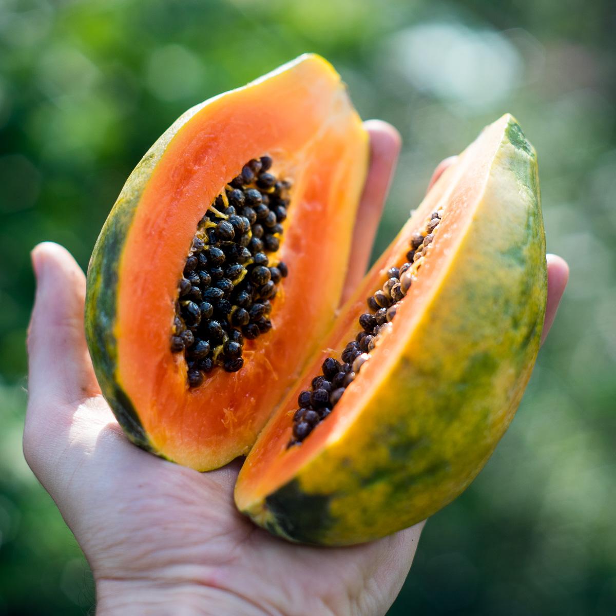 Papaya Solo getrocknet