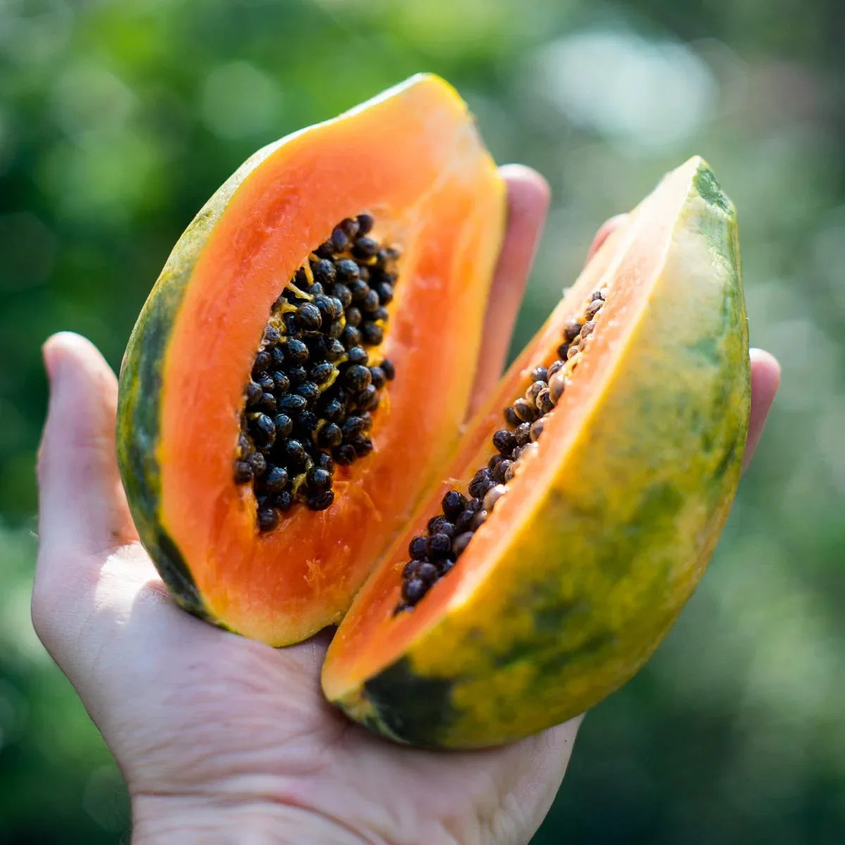 Papaye Solo séchée