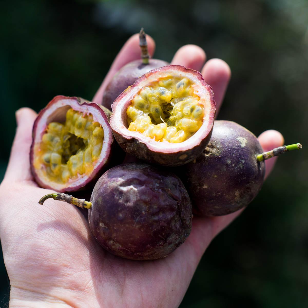 Passionfruit purple