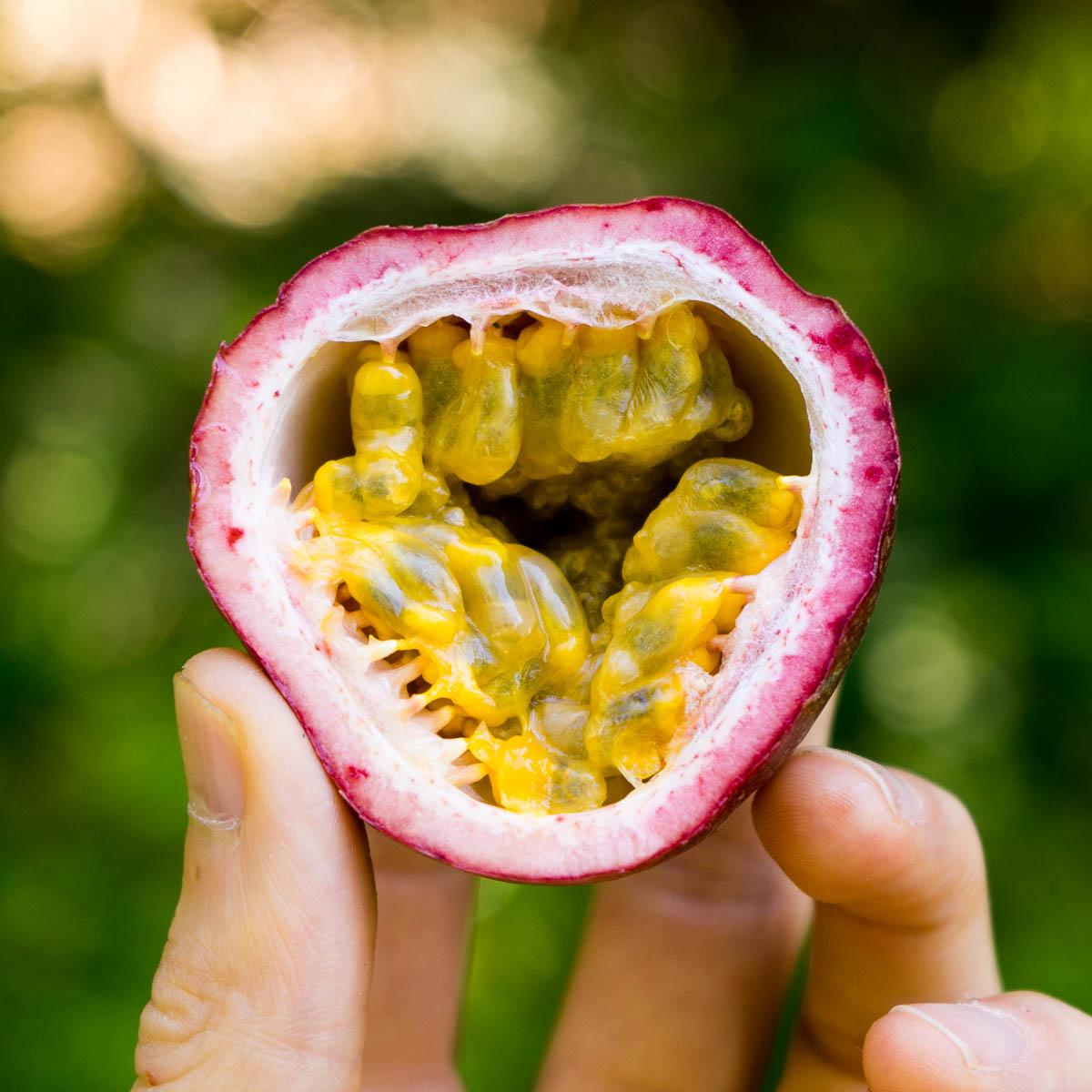 Passionfruit purple