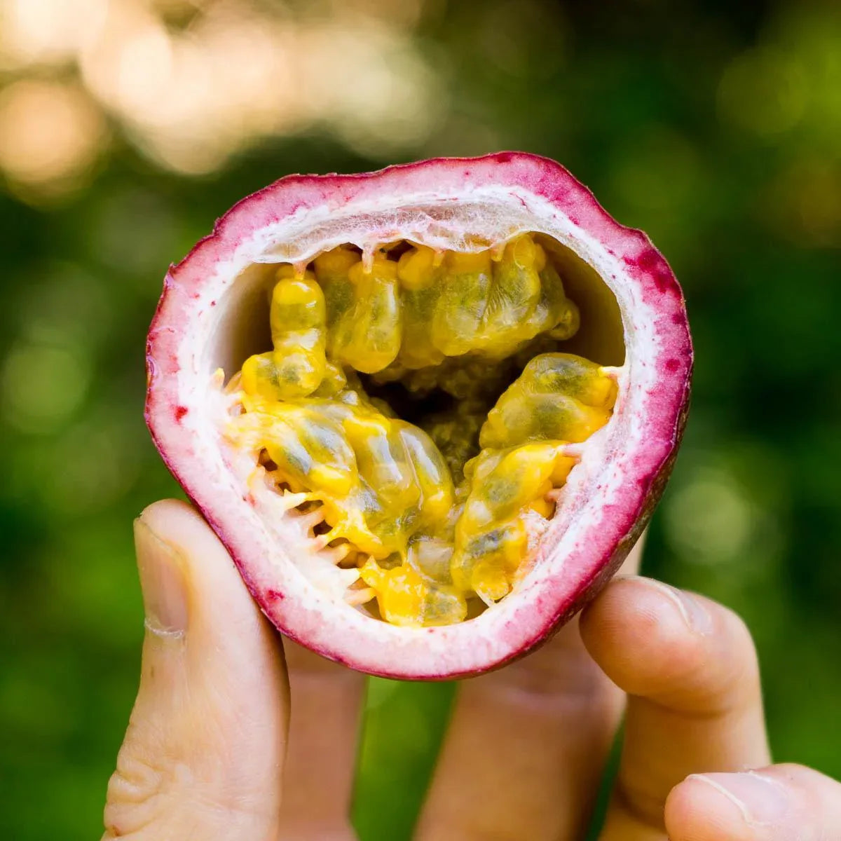 Fruit de la passion pourpre