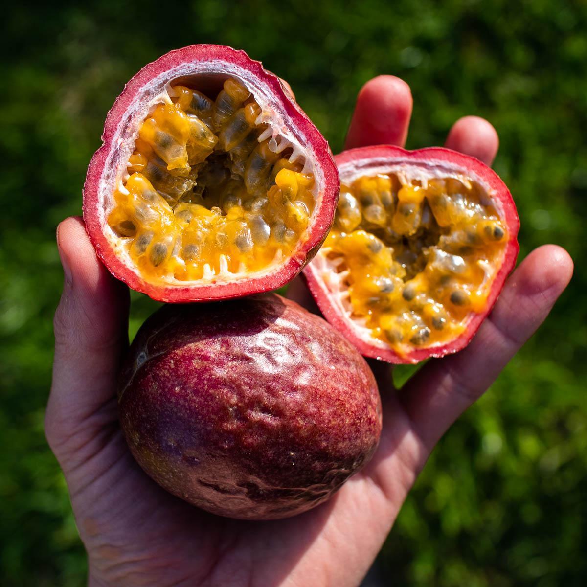 passionsfrucht aufbewahren Passionsfrucht rot frisch geliefert