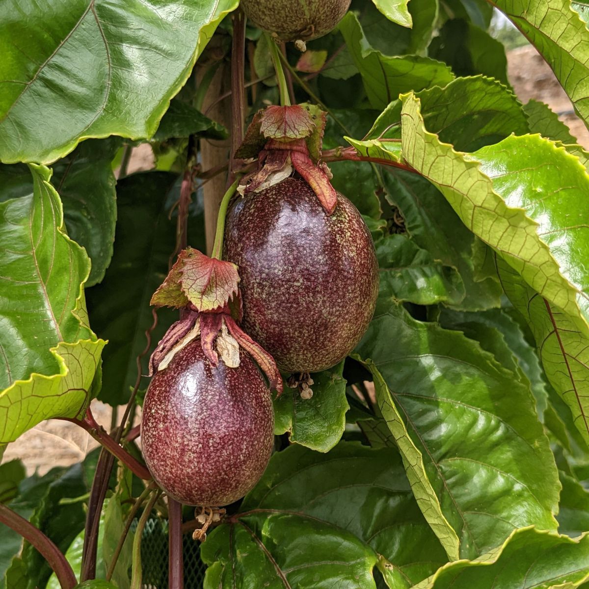 Passionsfrucht rot