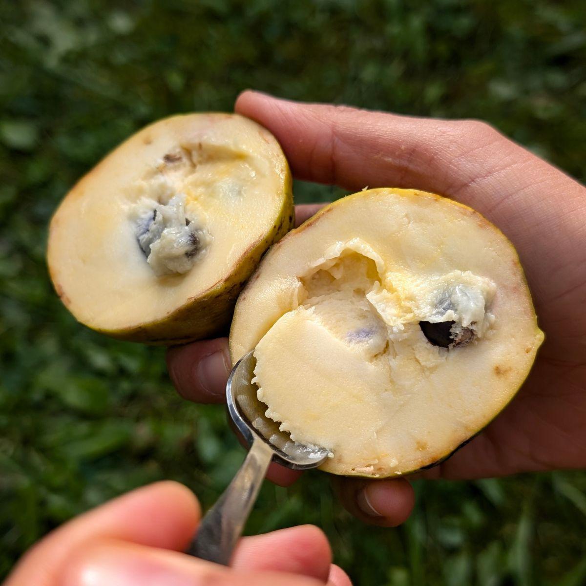 Pawpaw