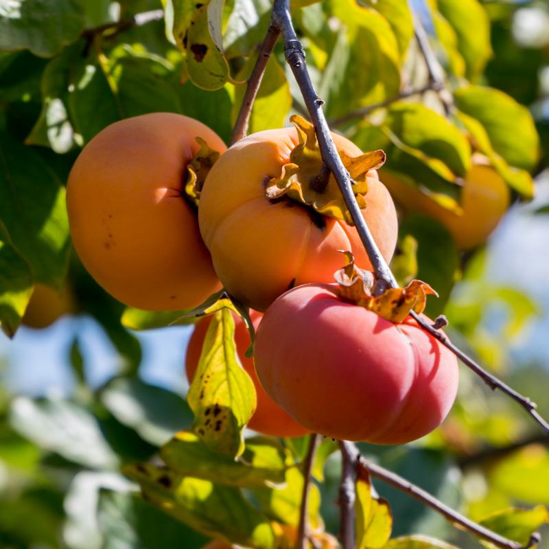 Kaki Apfel Fuyu