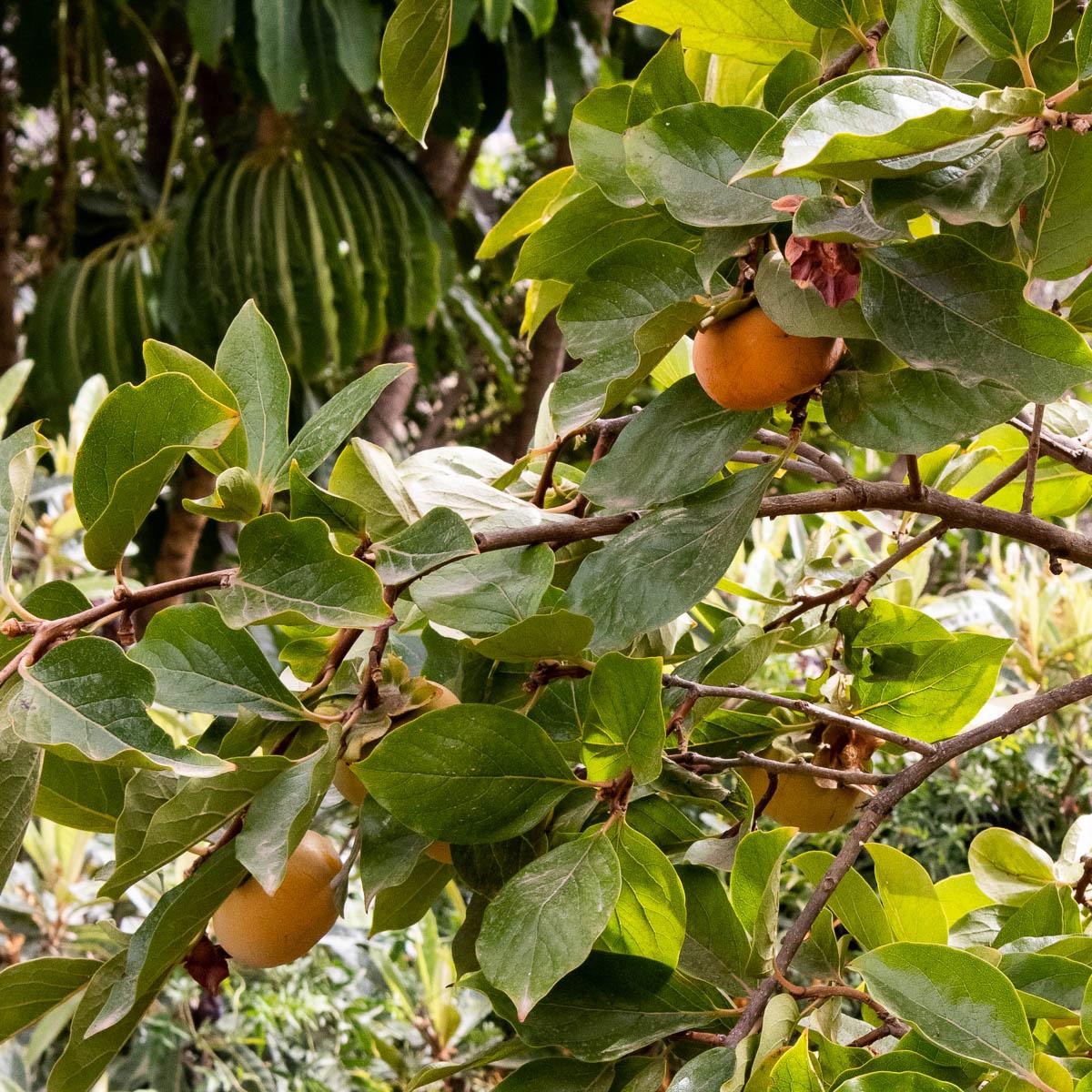 Kaki Apfel Fuyu