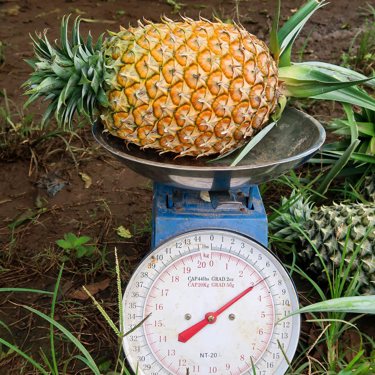 Ananas getrocknet
