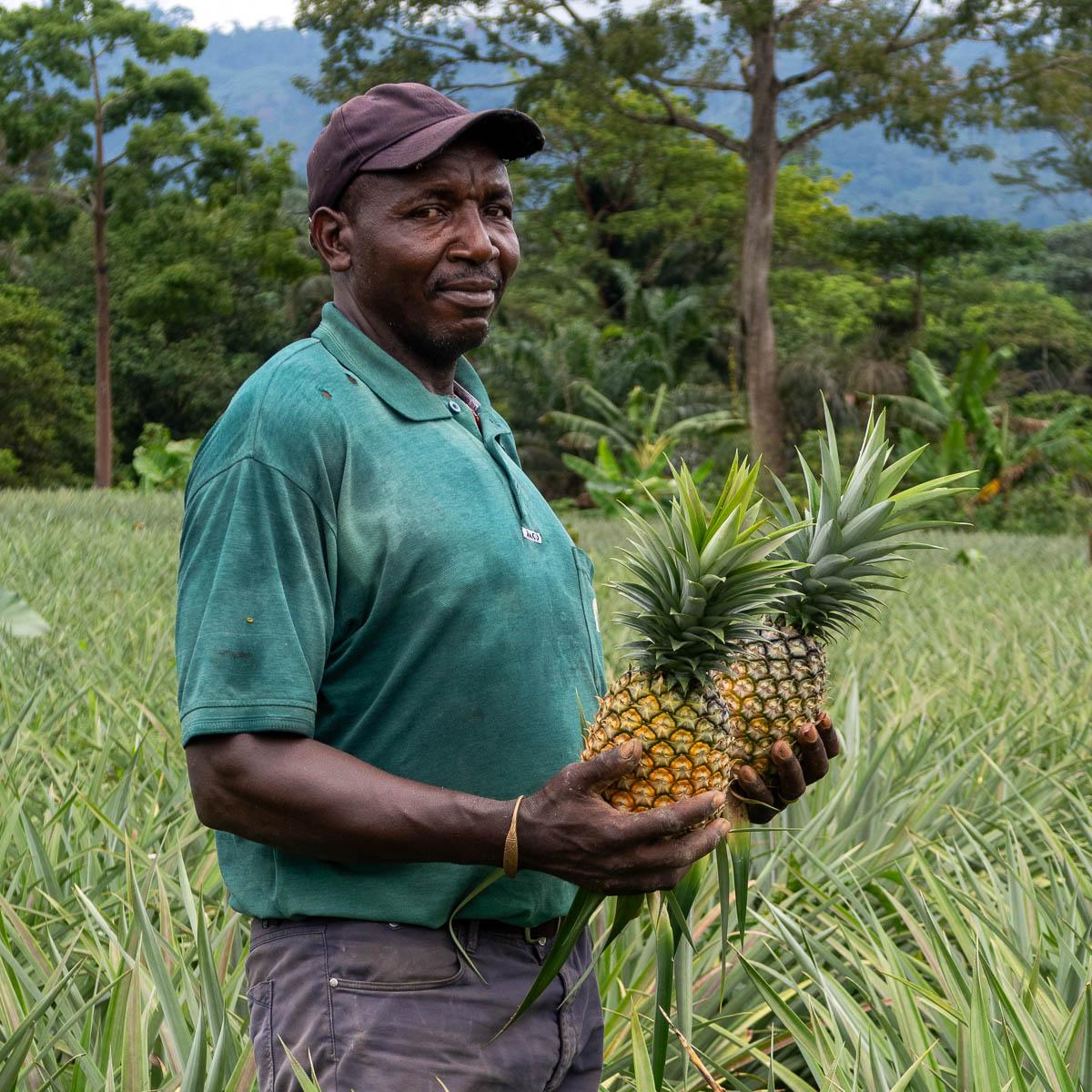 Ananas Cayenne