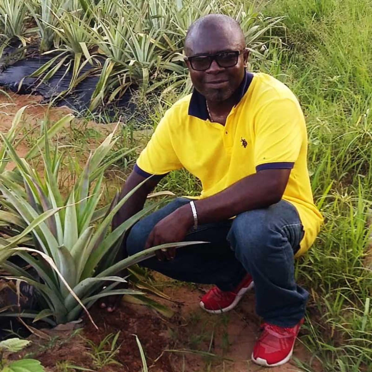 Ananas Cayenne